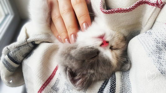 Does Your Cat Love You? Understanding Feline Affection