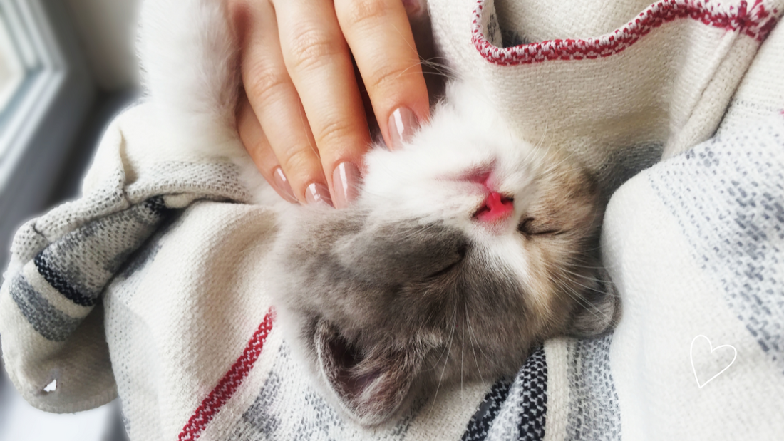 Does Your Cat Love You? Understanding Feline Affection