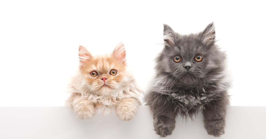 Understanding Your Cat: Top Cat Behaviour Questions Answered